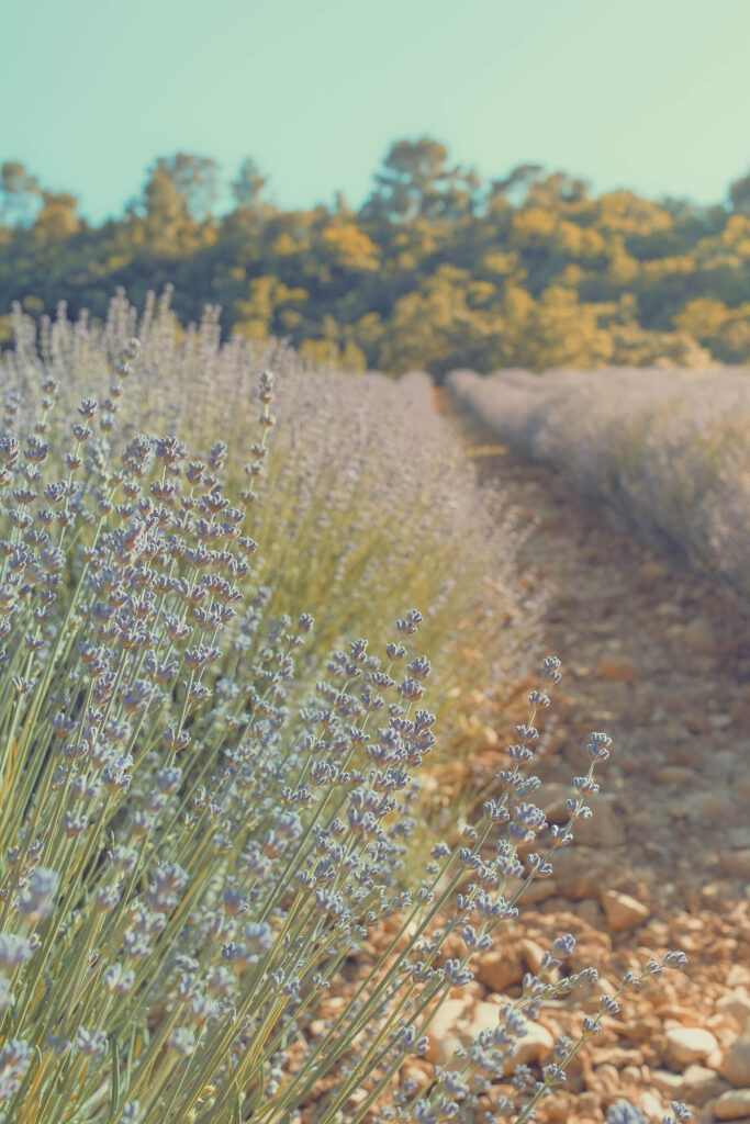 Photographe champ de lavandes dans le Haut-Var et alpes de Haute Provence