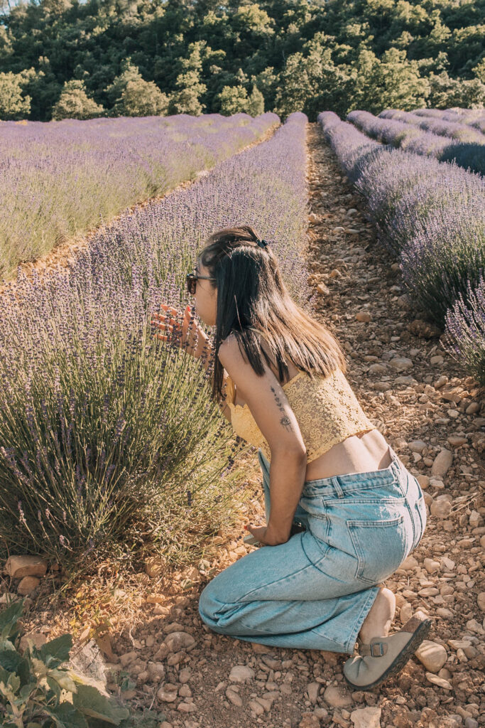 Photographe champ de lavandes dans le Haut-Var et alpes de Haute Provence